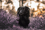 Shepherd-Collie in heath