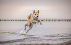 jumping Akita-Inu-Husky