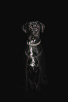 Labrador-Dalmatian-Mongel