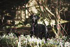 Labrador-Dalmatian-Mongel