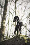 Labrador-Dalmatian-Mongel