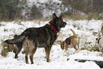 mongrels in the snow