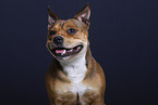 American-Staffordshire-Terrier-Mongrel in studio