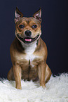 American-Staffordshire-Terrier-Mongrel in studio