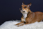 American-Staffordshire-Terrier-Mongrel in studio