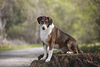 male Collie-Mongrel