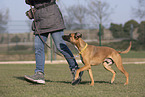 Whippet-Boxer at raining