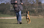 Whippet-Boxer at raining