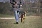 Whippet-Boxer at raining