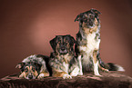 3 dogs