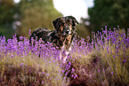Shepherd-Hovawart