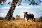 Shepherd-Hovawart