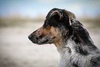 Shepherd-Hovawart