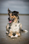Shepherd-Hovawart