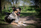 Shepherd-Hovawart