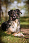 Shepherd-Hovawart