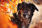 Shepherd-Hovawart