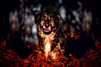 Shepherd-Hovawart