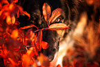 Shepherd-Hovawart
