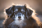 adult Terrier-Mongrel