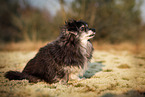adult Terrier-Mongrel