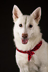 Berger-Blanc-Suisse-Mongrel