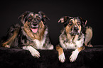 2 dogs