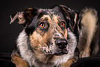 Shepherd-Hovawart