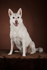 Berger-Blanc-Suisse-Mongrel