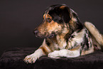 Shepherd-Hovawart
