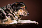 Shepherd-Hovawart