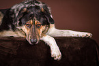 Shepherd-Hovawart
