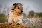 adult Terrier-Mongrel