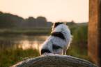 adult Terrier-Mongrel