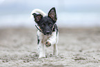 Jack-Russell-Terrier-Mongrel Puppy