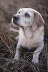 blonde Labrador-Retriever-Mongel