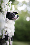 Border-Collie-Terrier