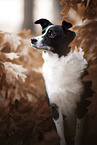 Border-Collie-Terrier