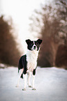 Border-Collie-Terrier