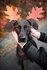 Magyar-Vizsla-German-wirehaired-Pointer