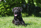 Labrador-Retriever-Rottweiler in summer
