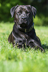 Labrador-Retriever-Rottweiler in summer