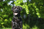 Labrador-Retriever-Rottweiler in summer