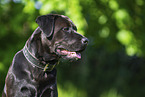 Labrador-Retriever-Rottweiler in summer