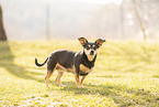 Terrier-Mongrel