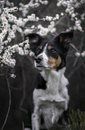 female Border-Collie-Mongrel