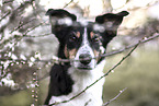 female Border-Collie-Mongrel