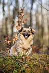Jack-Russell-Terrier-Chihuahua in autumn