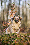 Jack-Russell-Terrier-Chihuahua in autumn