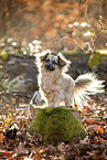 Jack-Russell-Terrier-Chihuahua in autumn